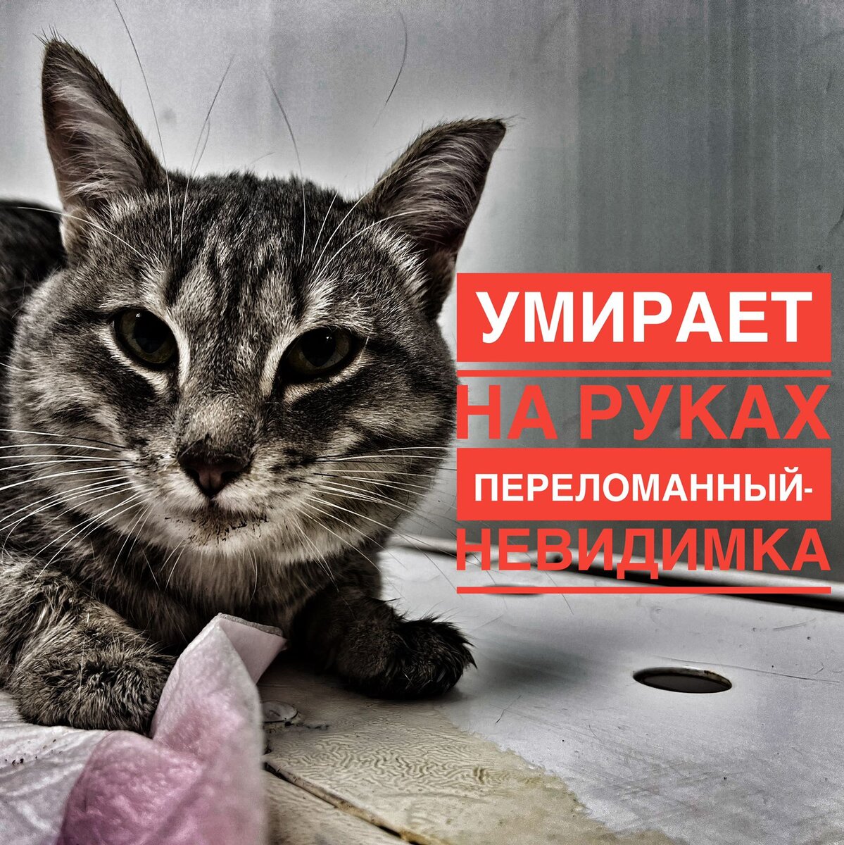 Котику нужна помощь картинки