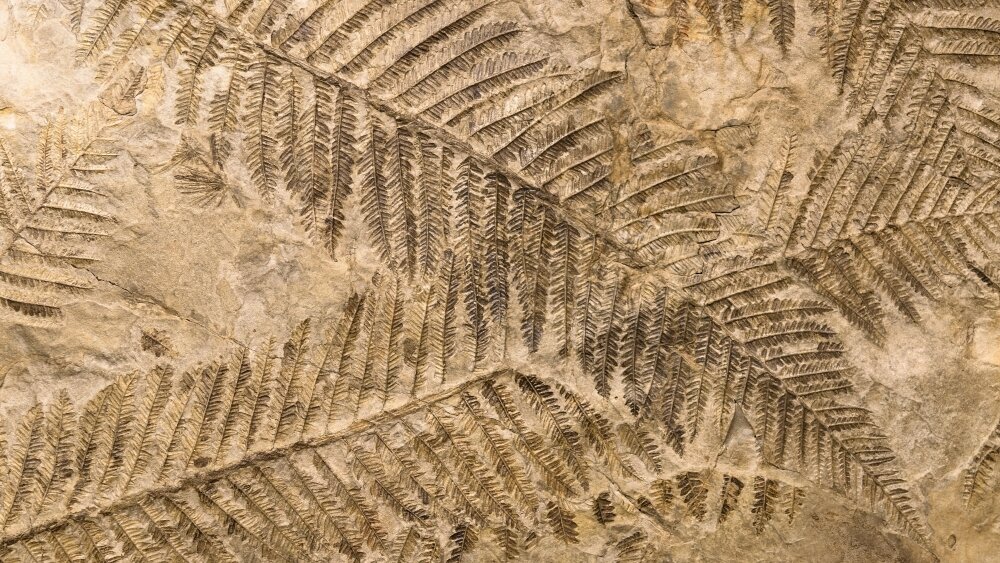    Фото: Shutterstock