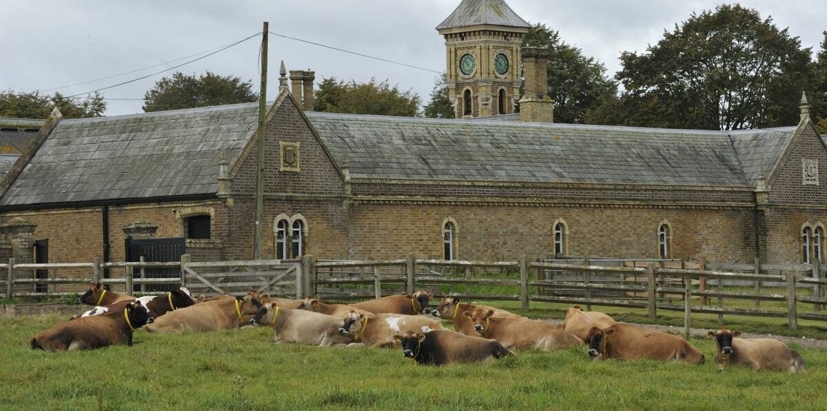 Виндзорское стадо на пастбище на фоне исторической фермы.