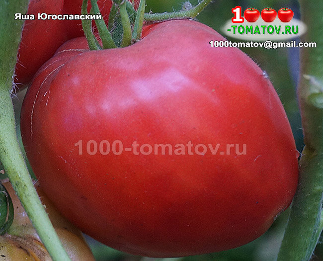 Томат Яша Югославский Yasha Yugoslavian  фото 1