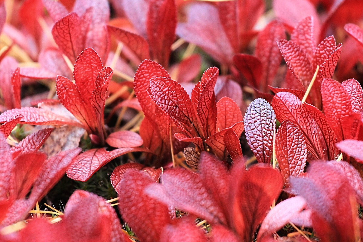 Фото автора канала  "Удивительный мир живой природы " осенний лист Арктоуса