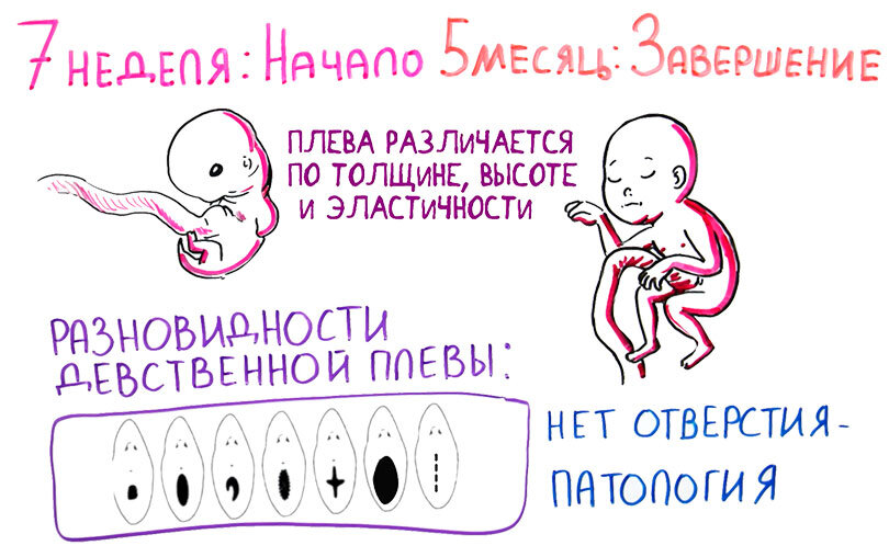 Девственная плева выглядит не так, как все думают – гинеколог | РБК Украина