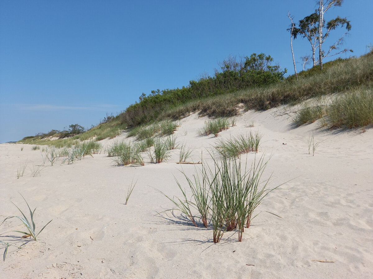 Уединённость прибалтийских дюн всегда привлекала местных и приезжих любителей позагорать голышом.