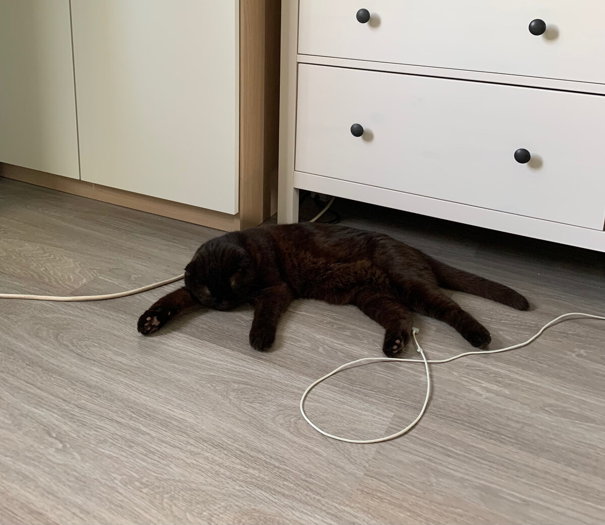 Мой котик, страдающий от жары ))