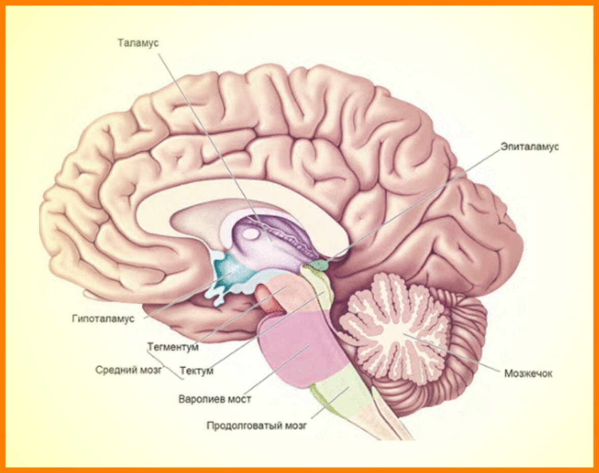 Промежуточный мозг на картинке
