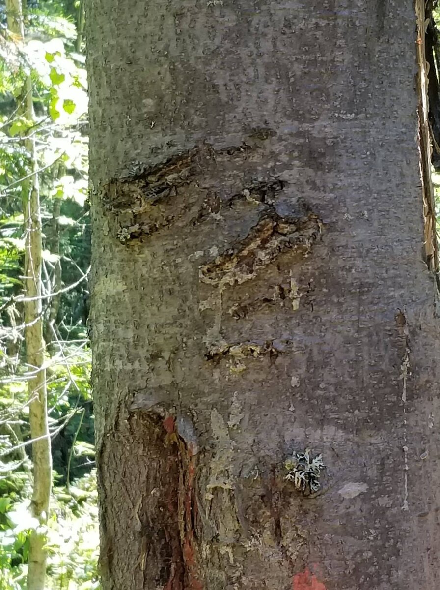 Медвежья метка на таёжном дереве