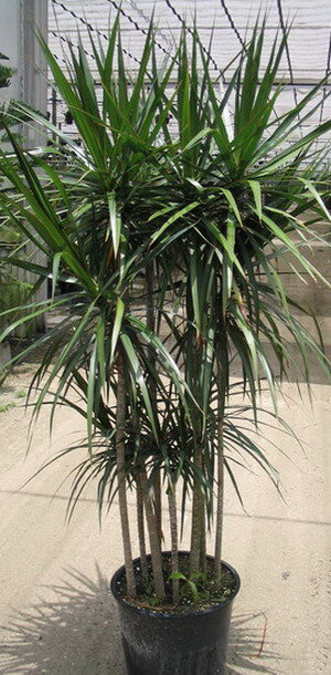 15 видов комнатных пальм: как вырастить дома тропическое дерево