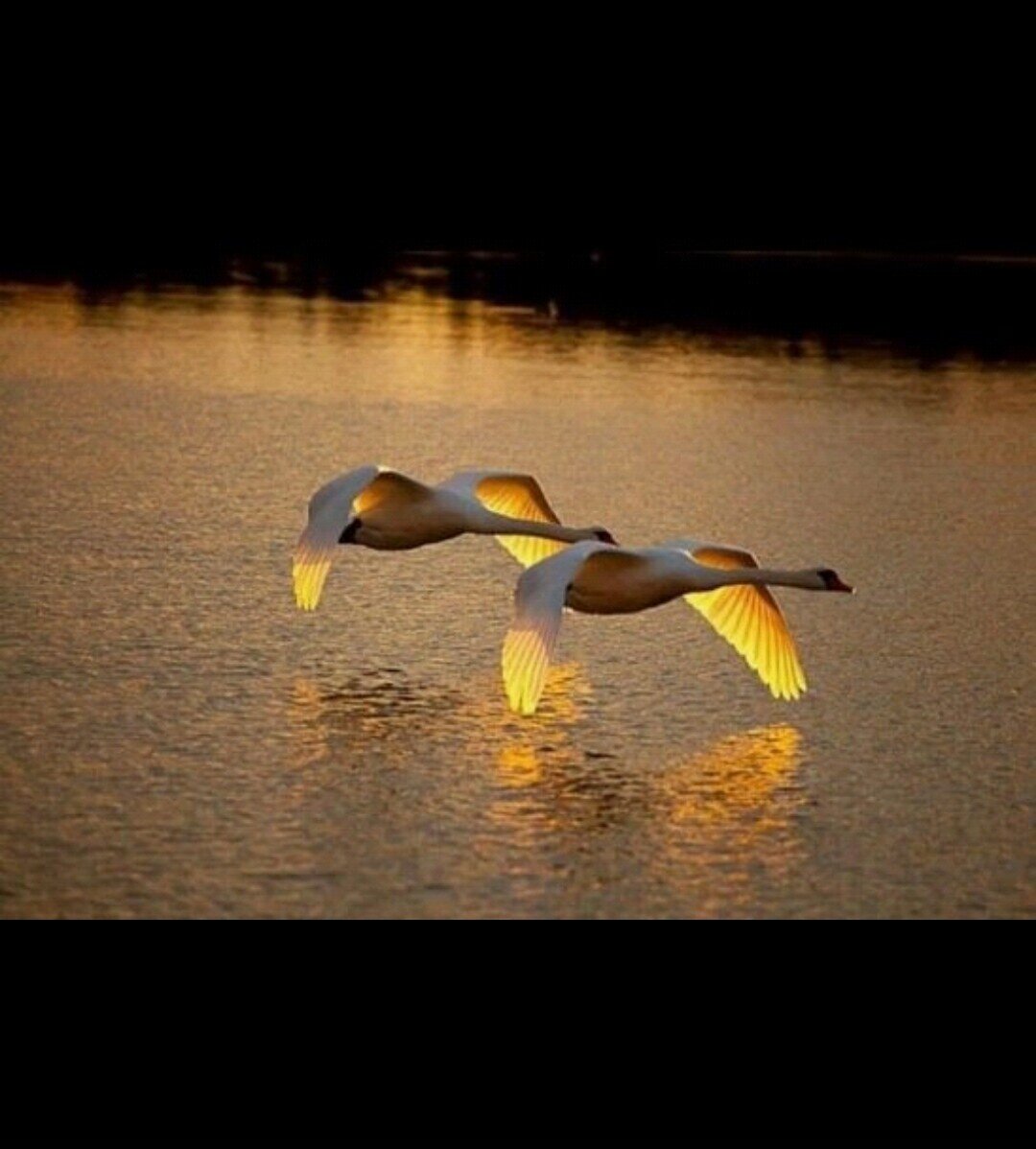 Яндекс.Картинки