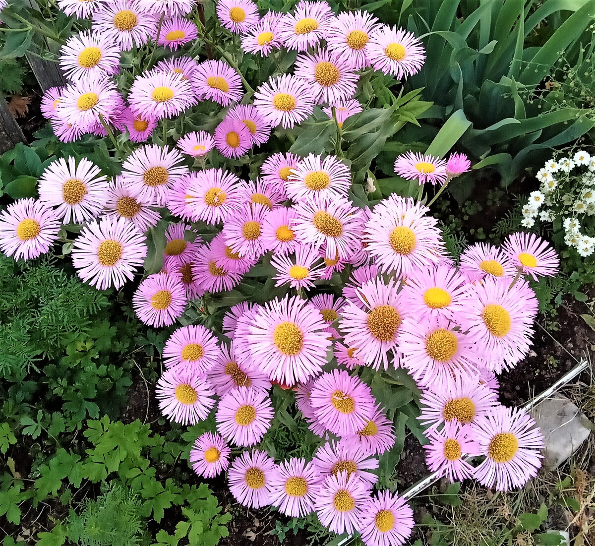                                            Летние цветы в саду Эльмиры. Фото автора.