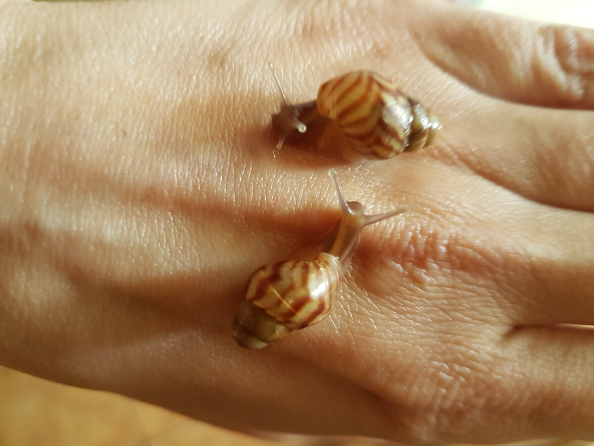 Вот такого размера они были, когда попали ко мне. Фото из архива автора 