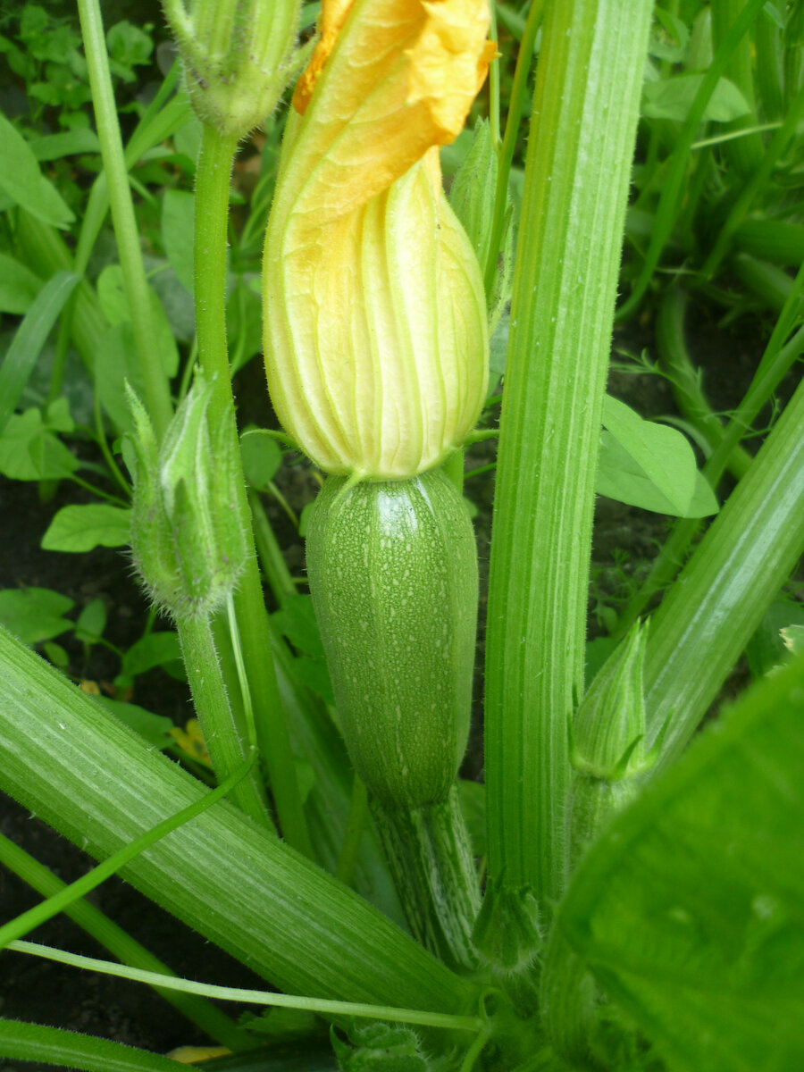 На следующей неделе буду есть свой любимый салат из свежих молоденьких кабачков - натереть на терке для корейской морковки молочный кабачок, посолить, немного подсолнечного масла и немного столового уксуса для вкуса+для любителей чеснок пару зубчиков через чеснокодавку. Все перемешать и пождать когда кабачок даст сок. Ну очень вкусно и совсем не пресно. Можно тазиками есть и не полнеть).
