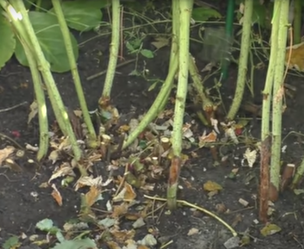 Обрезаю нижние листья, а также сухие и пожелтевшие. Скрин фото автора