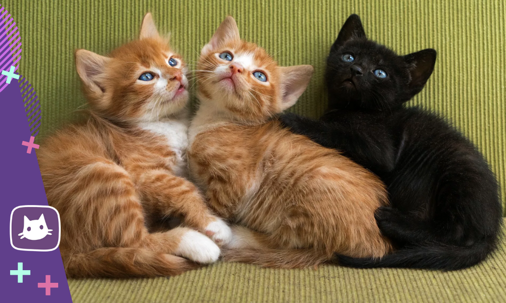 😺Существуют ли рыжие кошки и трехцветные коты? | Нос, хвост, лапы | Дзен