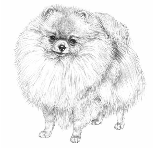 Цверг шпиц. Иллюстрация из официального стандарта породы