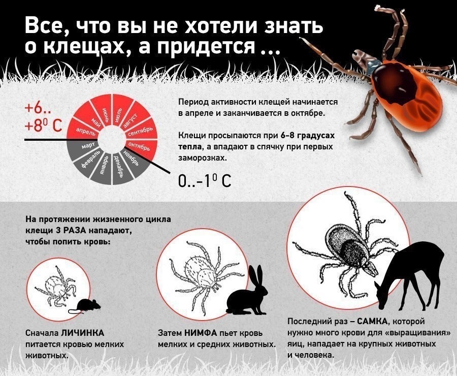 Куда кусают клещи: где на теле искать места укусов - 30 апреля - geolocators.ru