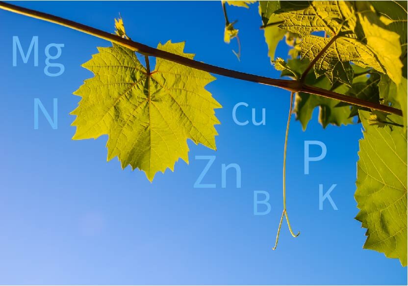 фото автора канала "Виноградник"
