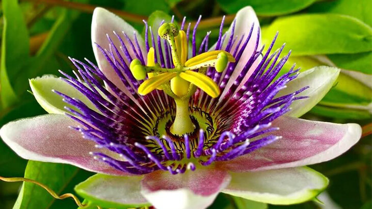 Пассифлора