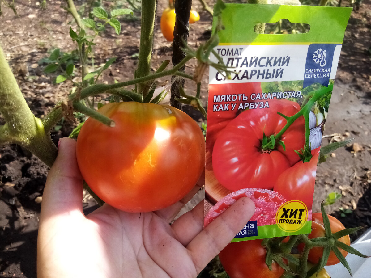 Томат в открытом грунте 