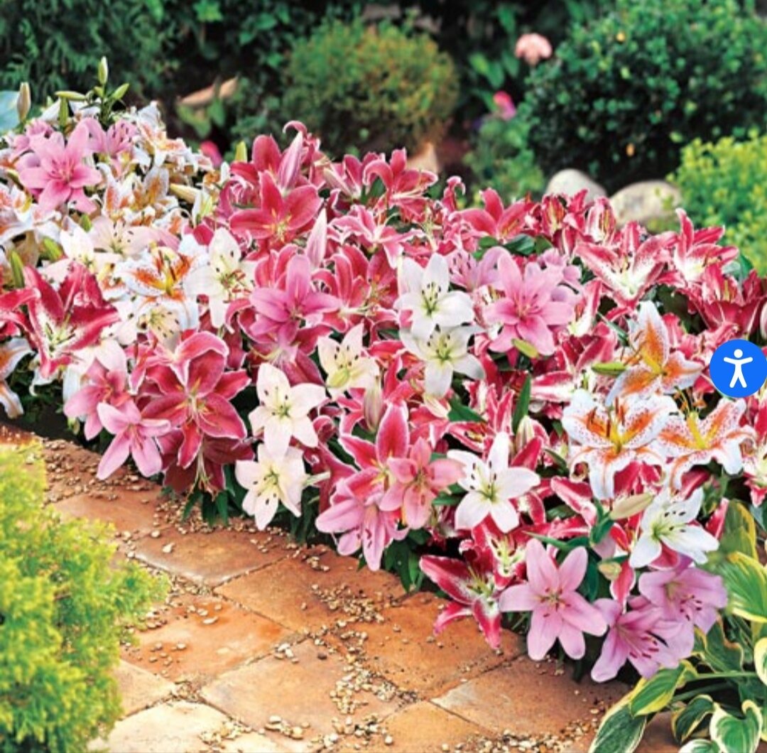 А разве так можно было? Фото с сайта www.dutchbulbs.com.