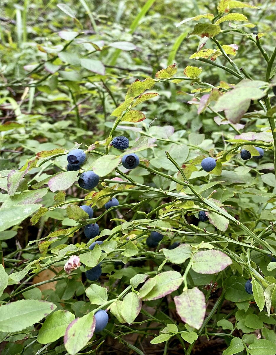 Кустарник черники 