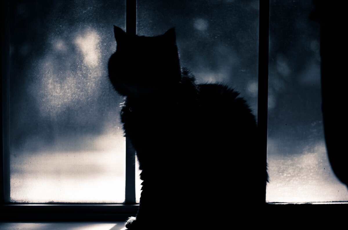 https://c.wallhere.com/photos/9f/aa/street_windows_light_shadow_blackandwhite_pet_cats_pets-954869.jpg!d