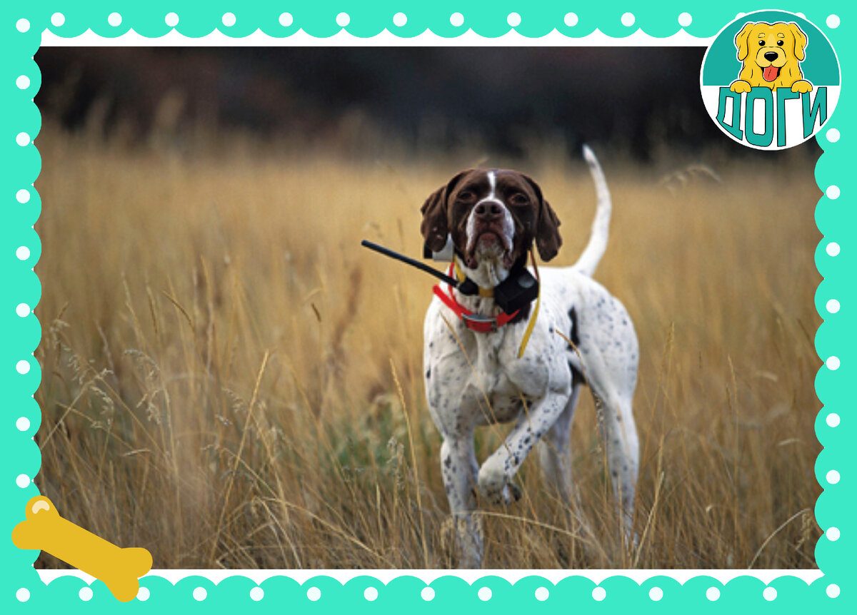 На прогулке. Фото в свободном доступе