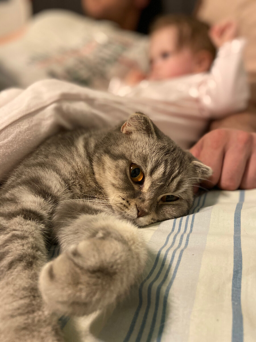 Наша кошка Алиса, всегда рядом и поддержит нас 💕