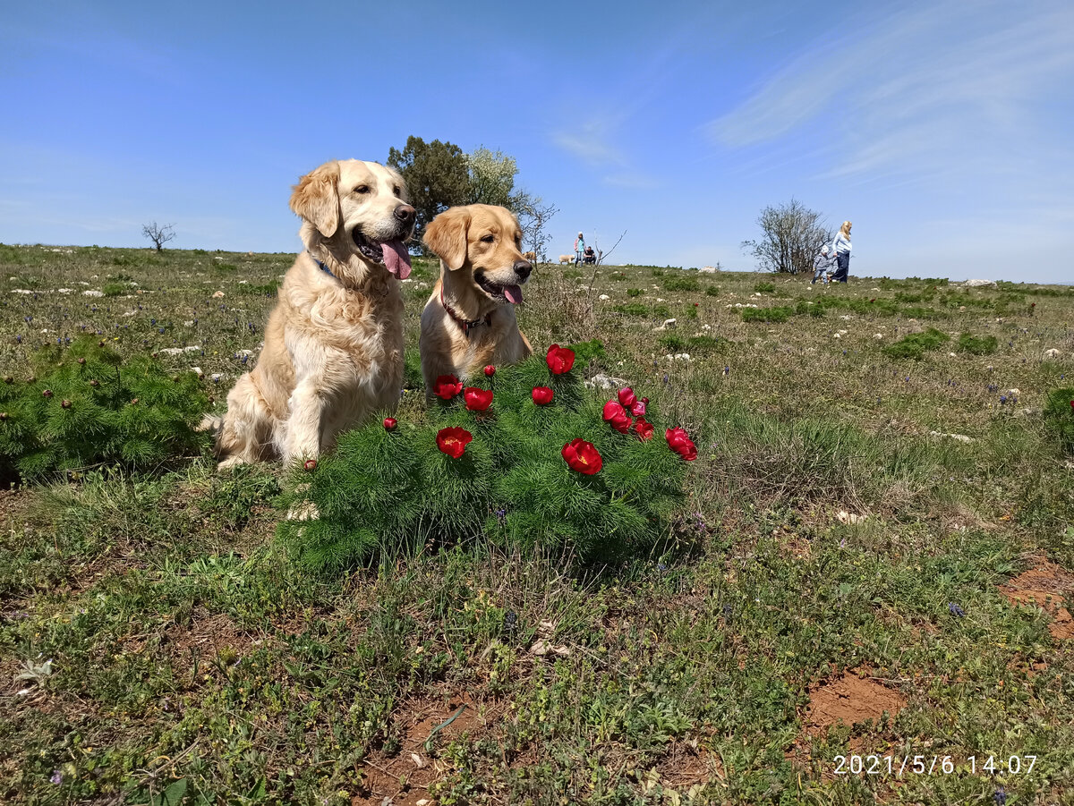 Куба и Ляля. Выезд на природу