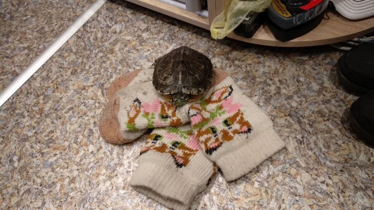 Когда хозяйки нет дома 😂