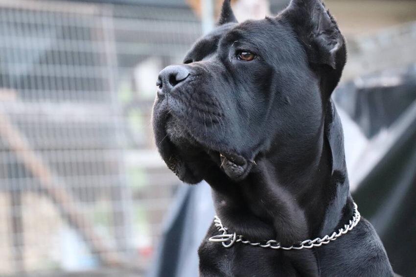 Кане-корсо (Фото: https://figopetinsurance.com/blog/dog-breed-profile-cane-corso)