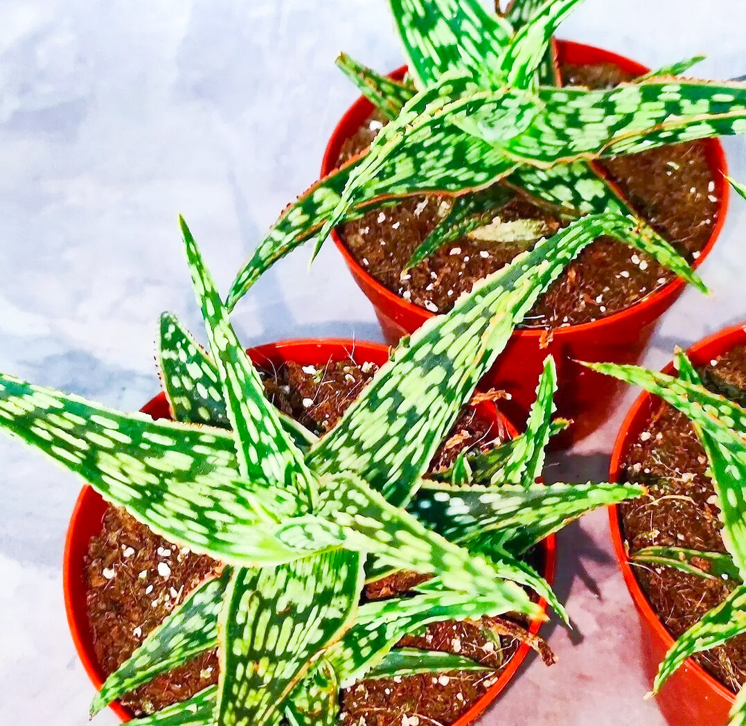 А некоторые сорта вообще напоминают алоэ только из-за розетки (фото от @pogorodnii_sergei)