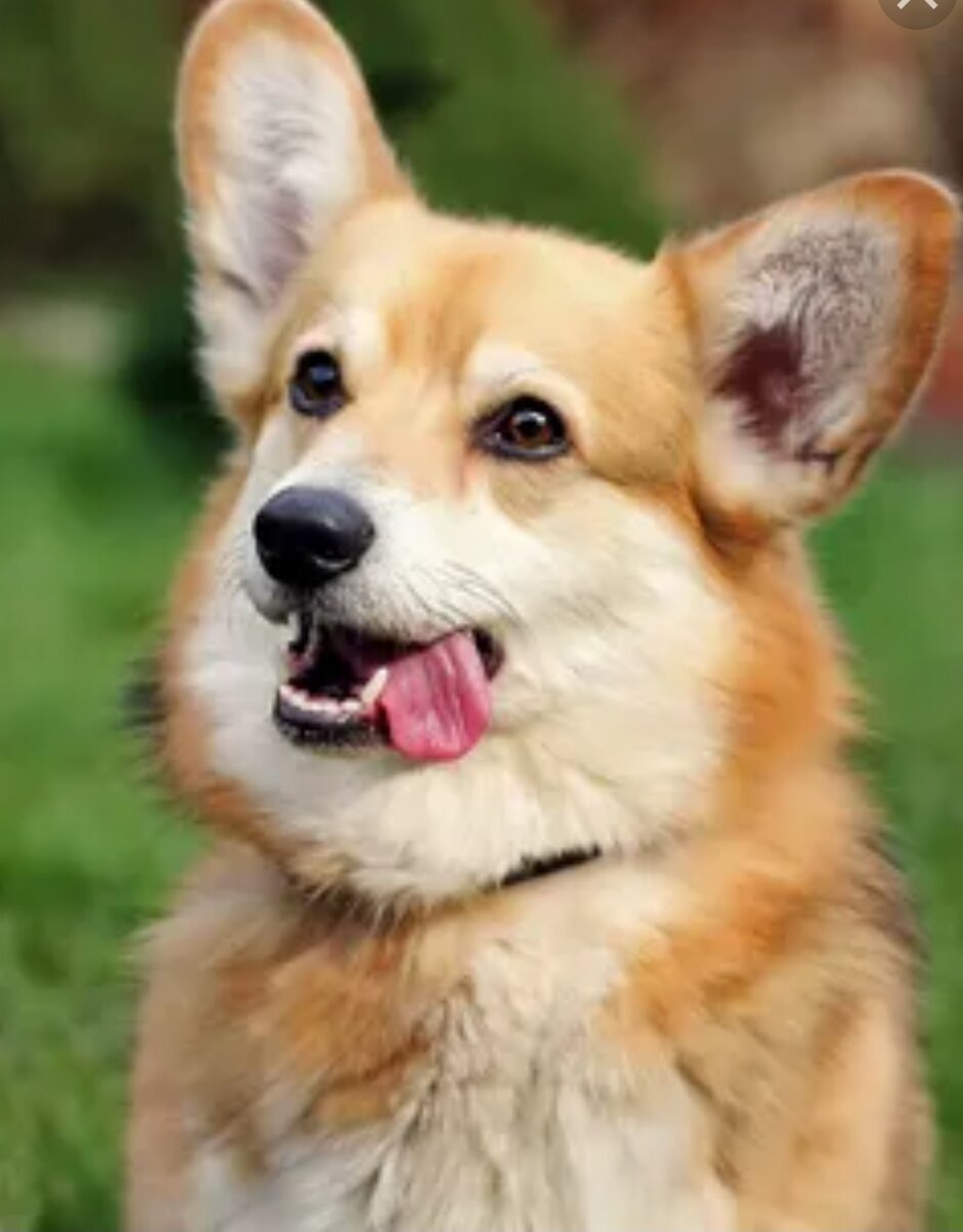 Яндекс картинки