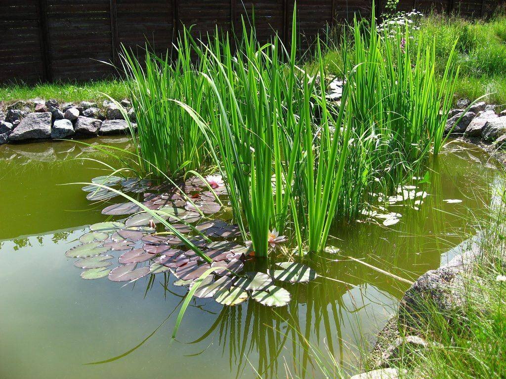 Растения растущие по берегам водоемов. АИР болотный (Acorus Calamus). Камыш тростник рогоз АИР. АИР обыкновенный цветет. АИР болотный водоем.