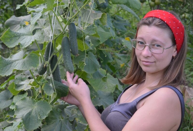 Огурец "Зозуля F1" в теплице.