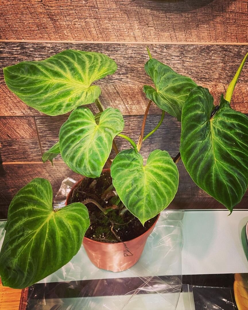 instagram.com/tropics_at_home