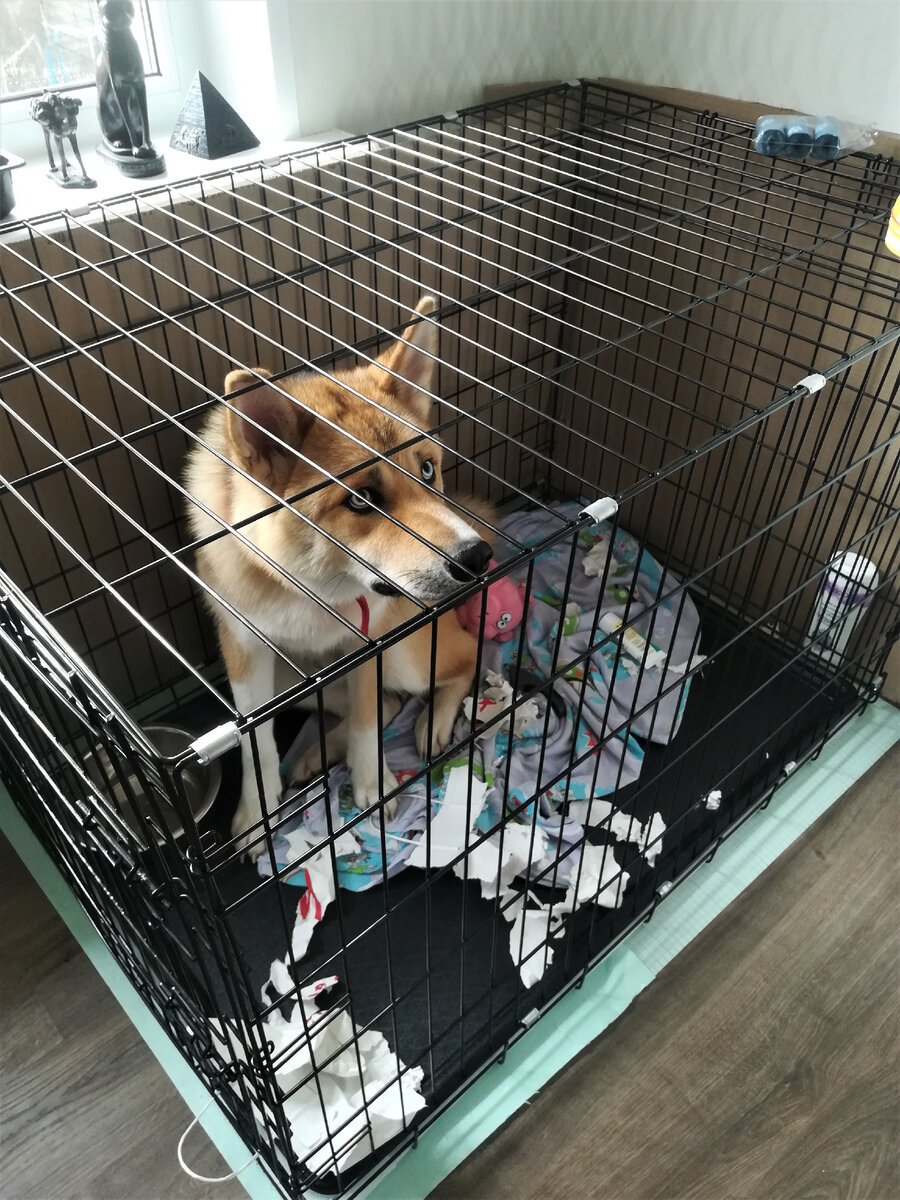 Я делаю вид, что мне очень жаль. Совсем еще щенком выгляжу, фото месячной давности, сейчас вы меня не узнаете