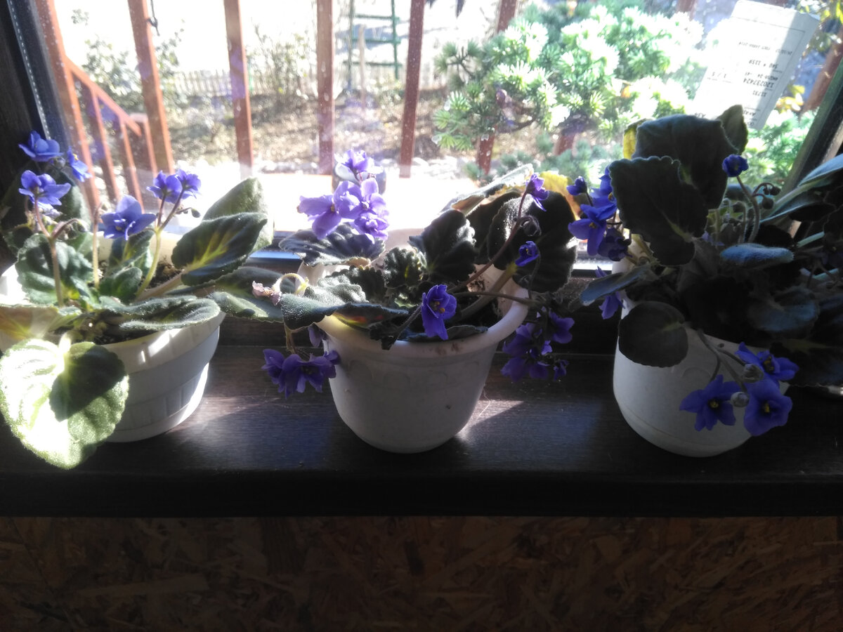 Фиалочки цветут с ранней весны...сейчас даже пышнее стали