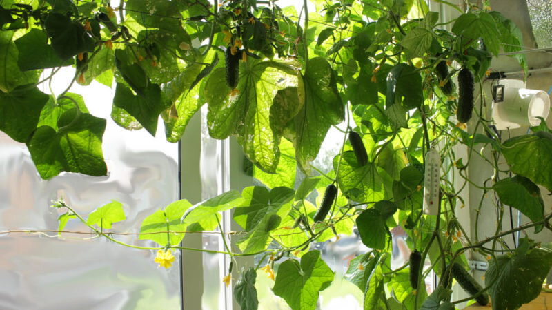 Огурчики на подоконнике зимой. Иллюстрация для статьи используется с сайта vosadu-li-vogorode.ru