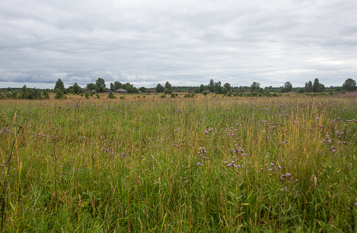 Поле - якобы место ушедшего озера. Заброшенная деревня Кучепалда. Архангельская область. Фото автора статьи 