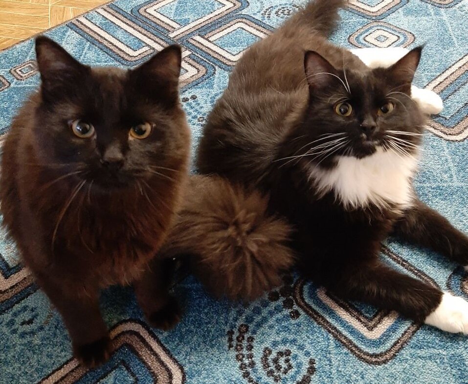 Наши коты, Ветер и Вечер :)