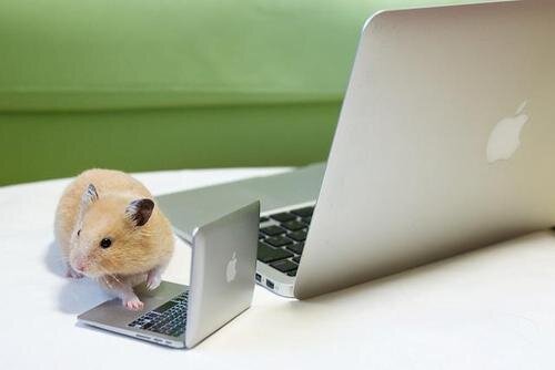 Приходи хомяк, мы тебя научим 