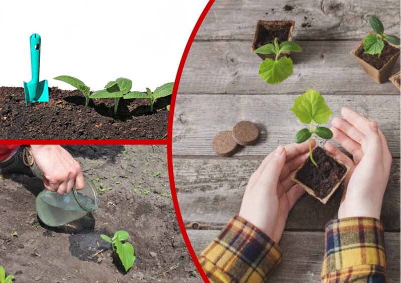 Пикировка огуречной рассады