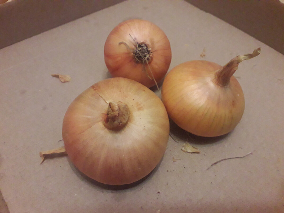Этим летом у нас был хороший урожай репчатого лука. Фото автора.
