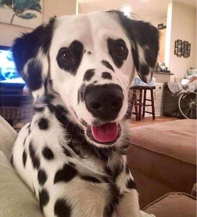 Источник: https://www.reddit.com/r/RealLifeCareBears/comments/lzsl9p/dog_with_heartshaped_eye_spots/