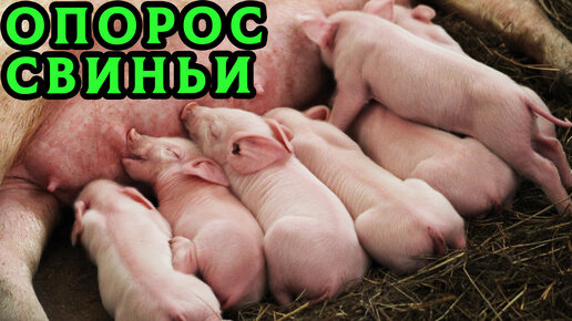 Fuck Pig Порно Видео | 4wdcentre.ru