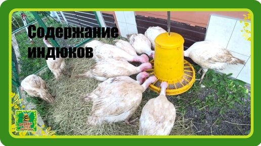 Какого ухода требуют индюки Хайбрид Конвертер?