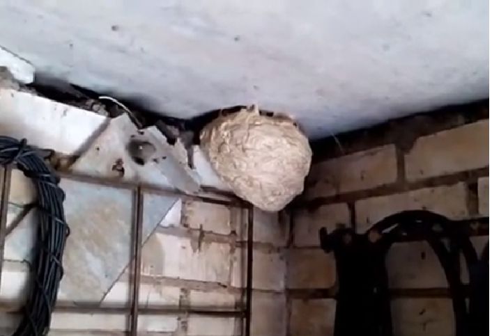 Это гнездо еще маленькое, по сравнению с моим