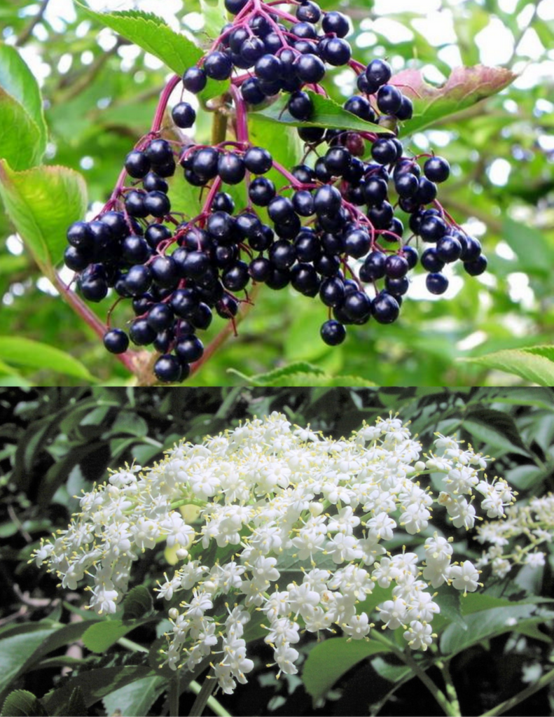 В огороде бузина. Sambucus Elderberry. Sambucus canadensis. Бузина канадская. Elderberry Tree