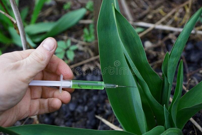 Сравнение цвета свайнанина с цветом простейших растений.