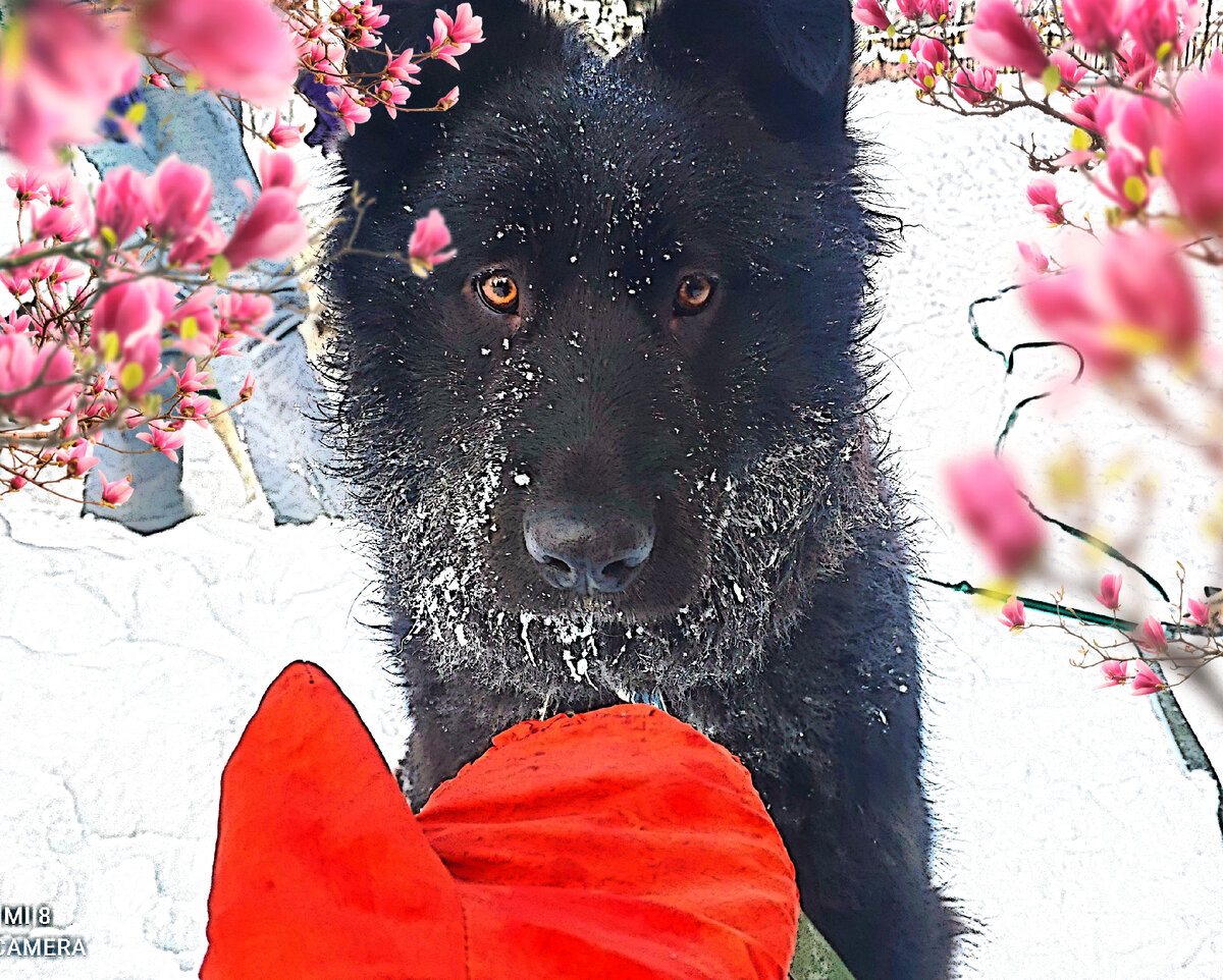 Черноокая красавица Зара 